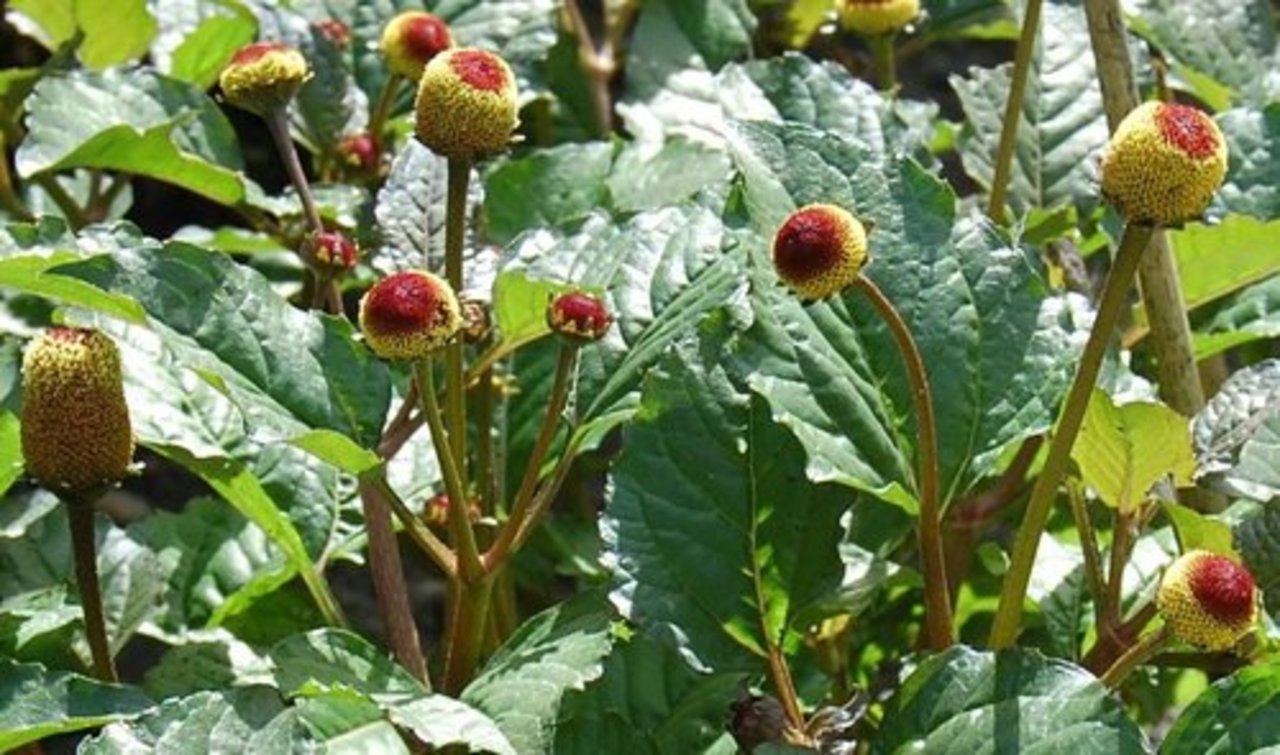 фото b-and-t-world-seeds.com