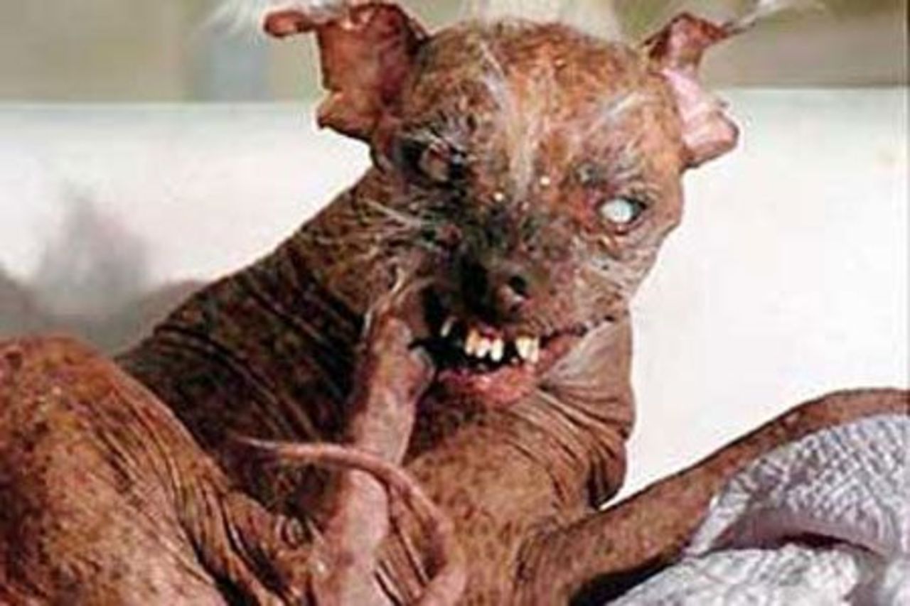 fashion-dog.my1.ru