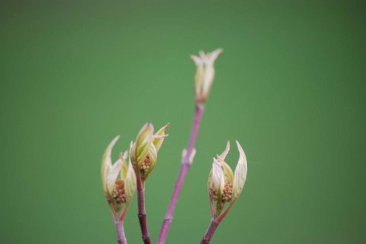фото parkfoto.ru