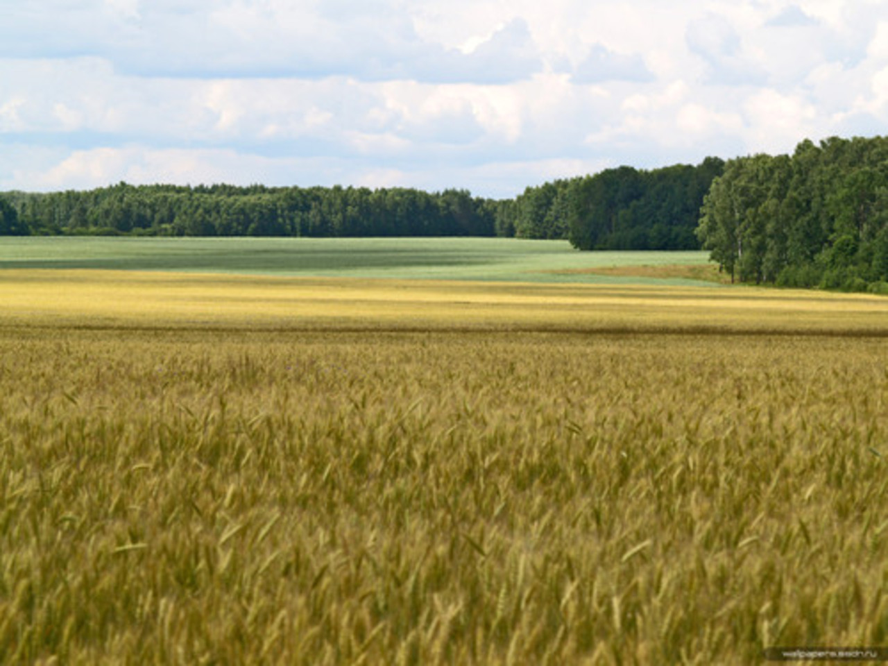 фото wallpapers.ssdn.ru