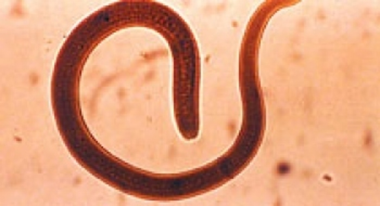 foto zooinfo.lv