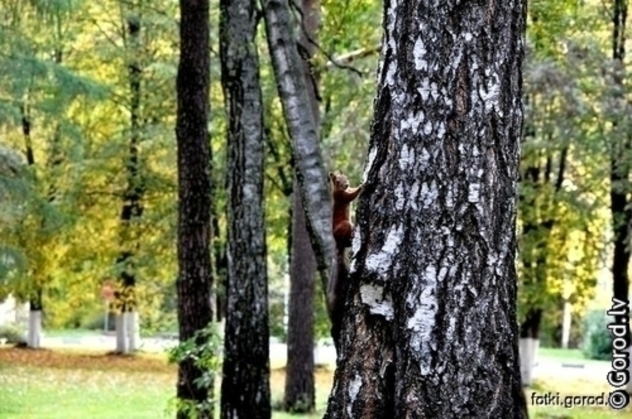 foto gorod.lv