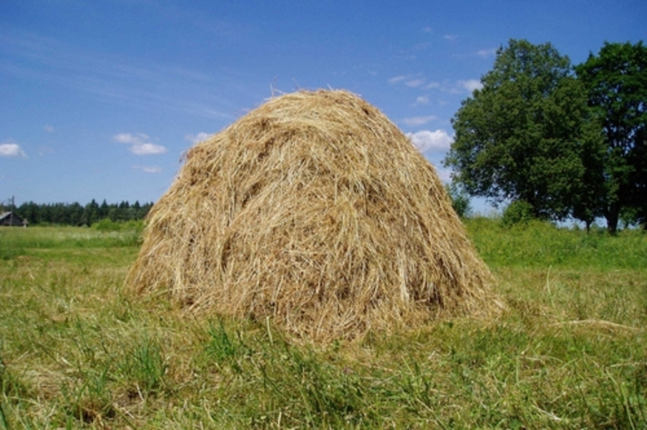 foto poga.lv