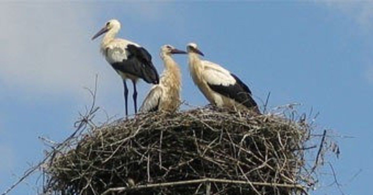 фото с сайта rnw.nl
