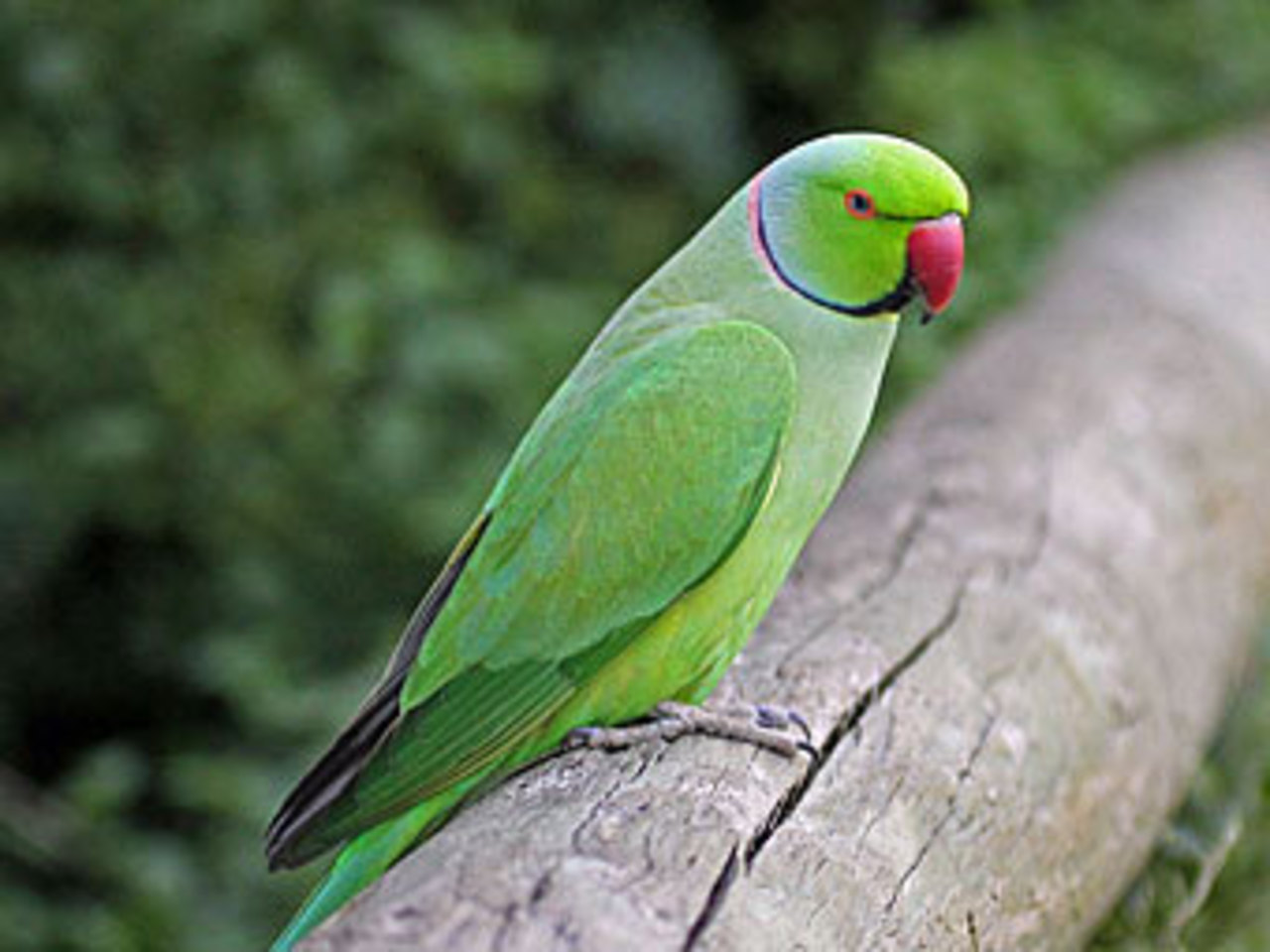 Фото с сайта carolinabirds.org