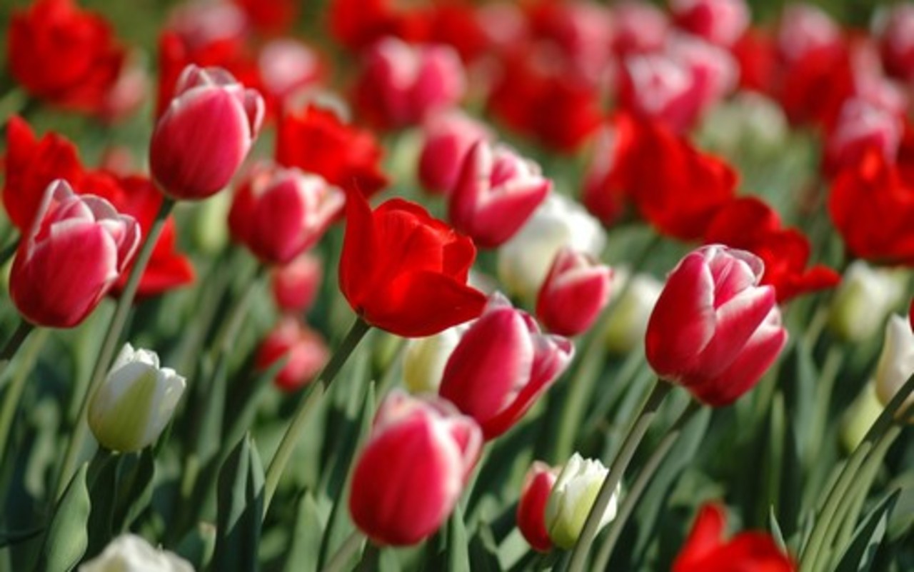 foto bessarabiainform.com