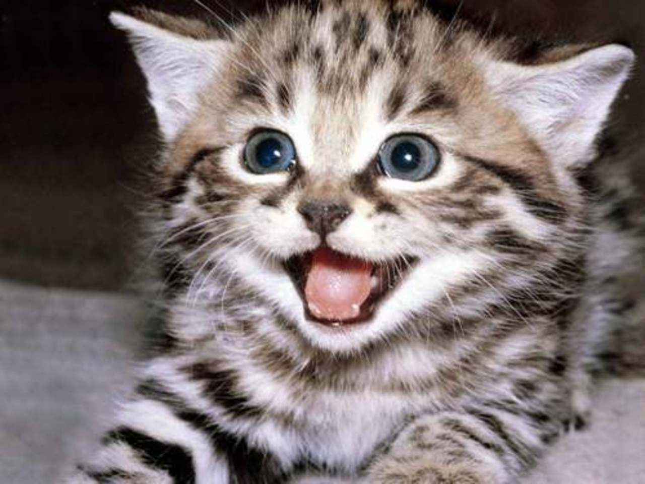 foto catnaptree.com