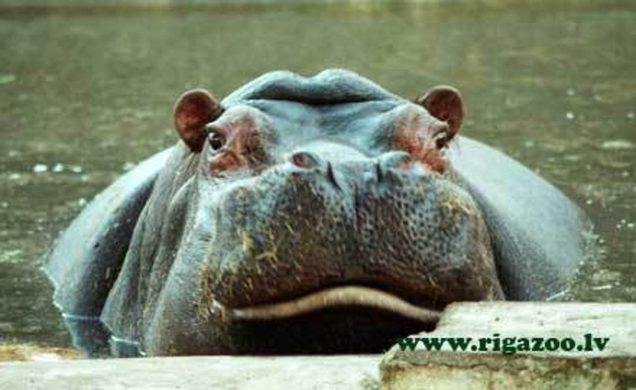 foto rigazoo.lv