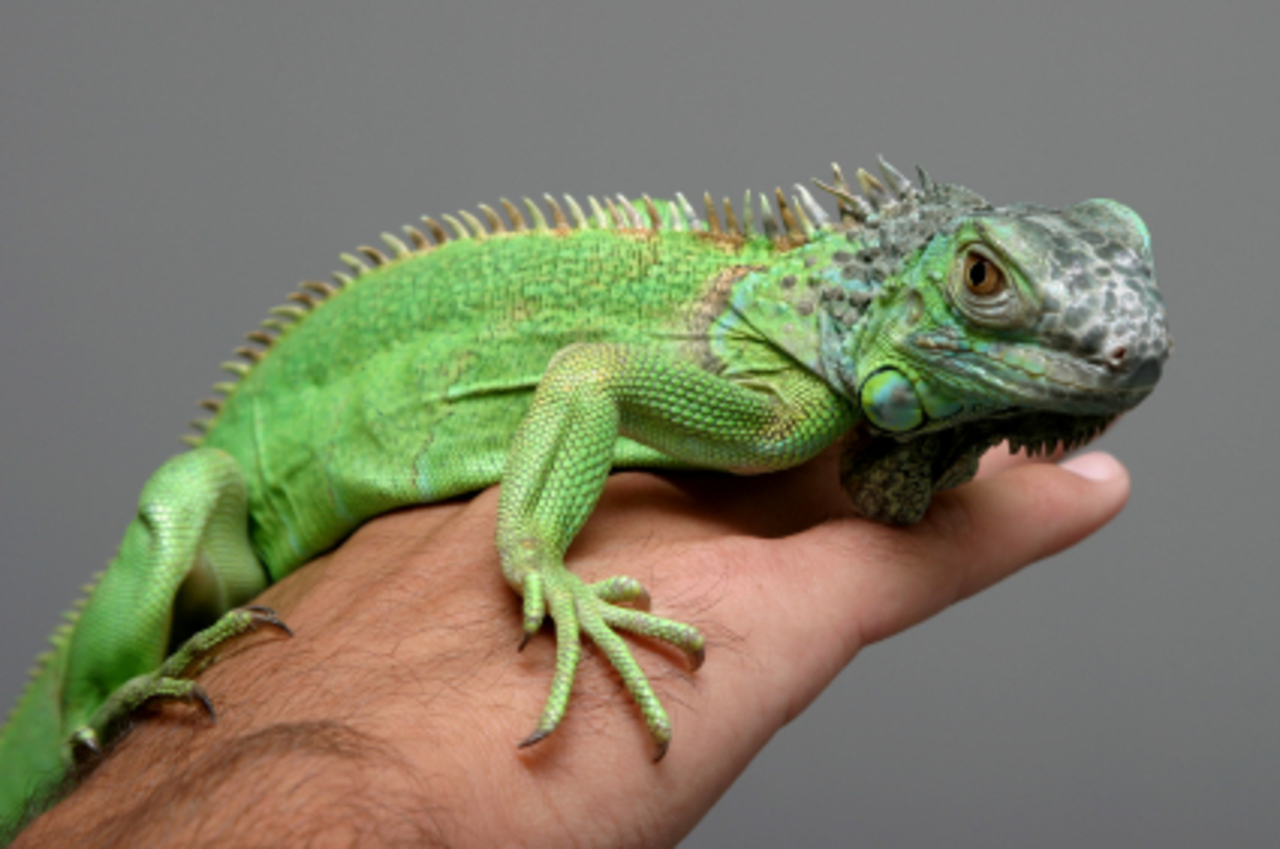 фото lakesideanimalhospital.biz