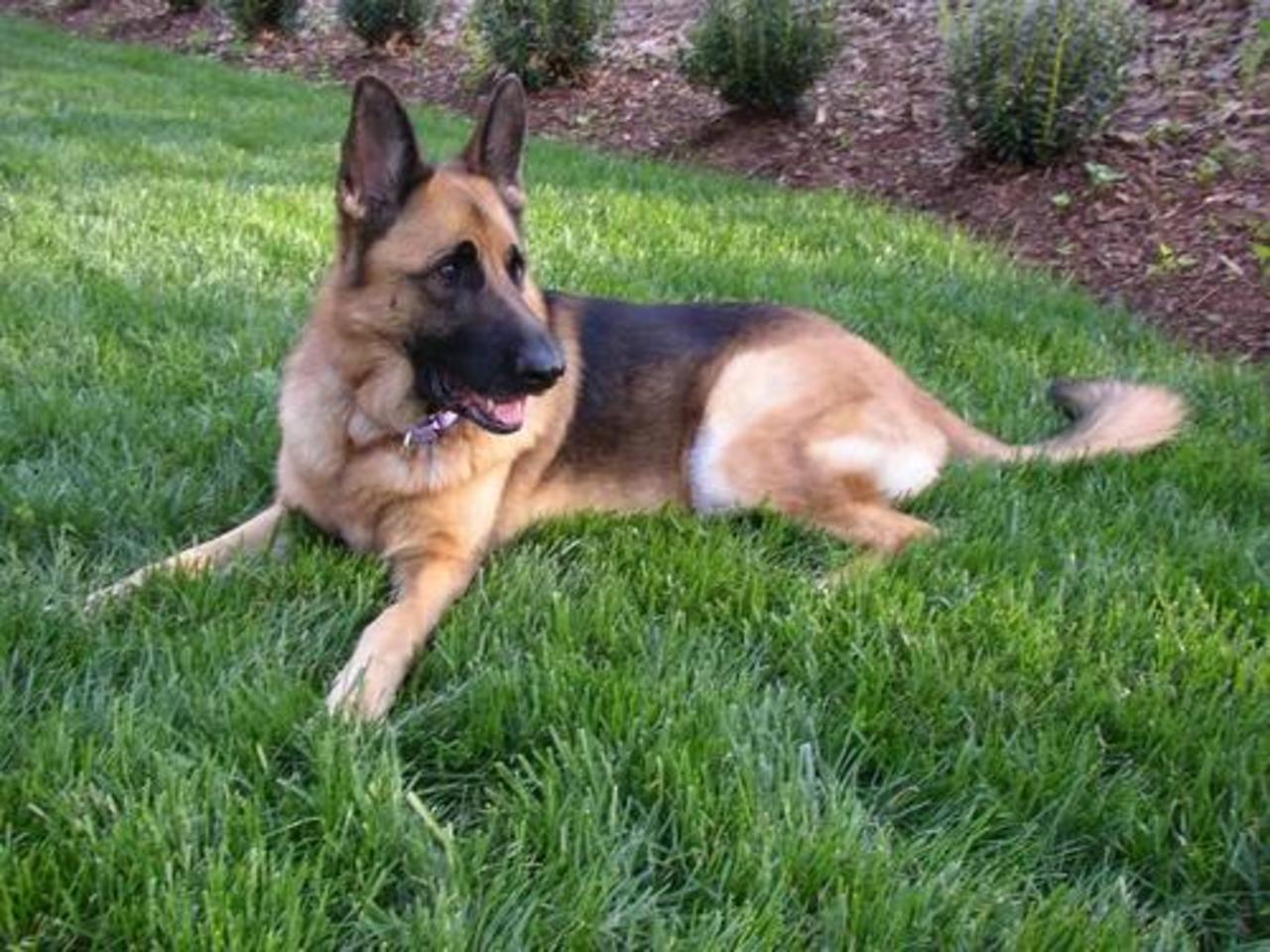 foto alltypesofdogs.org