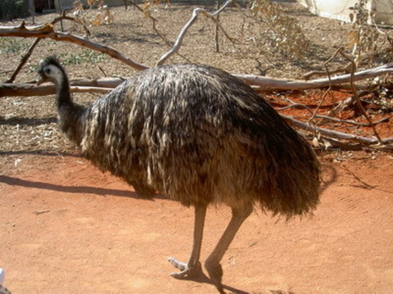 фото australiaholidays.ru