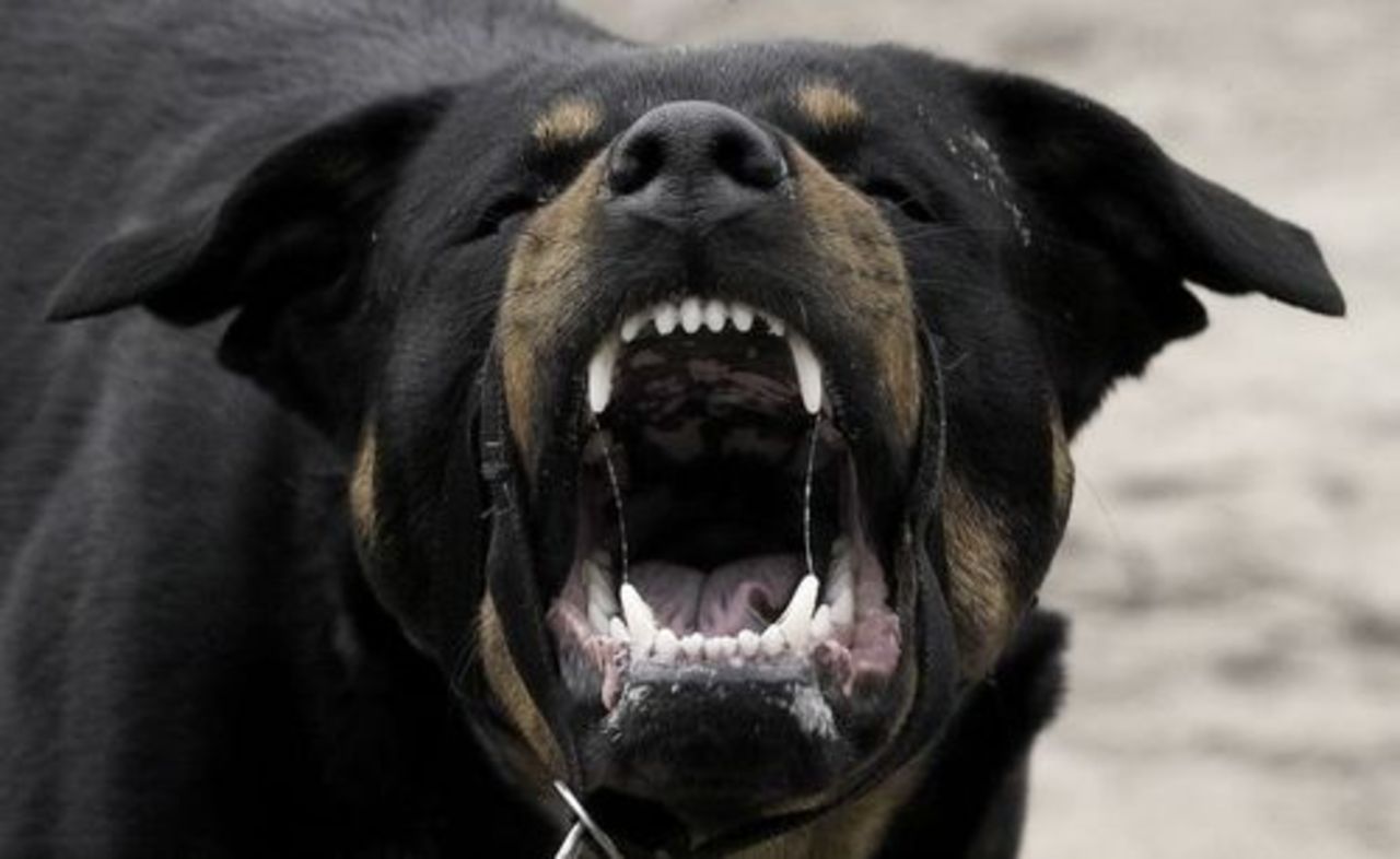 foto dogloversdigest.com