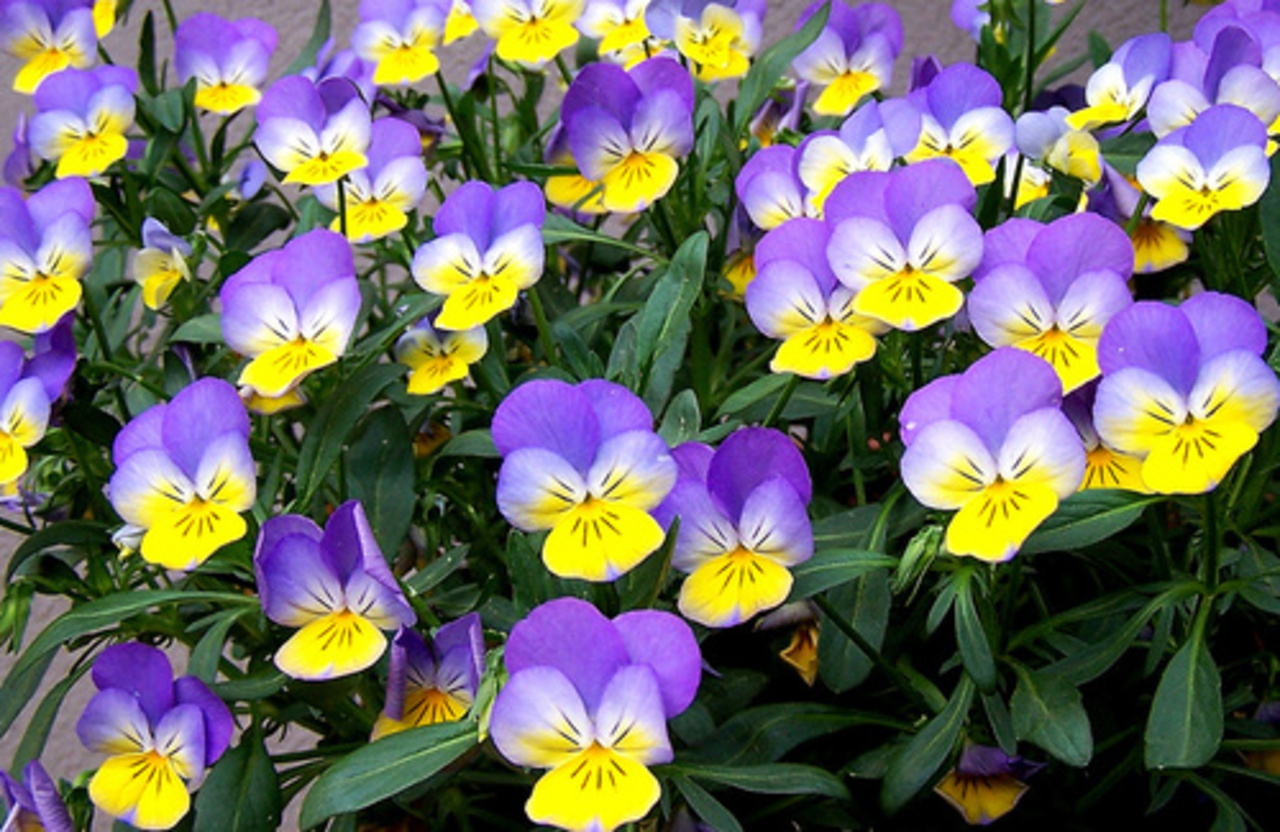 фото vashsad.ua