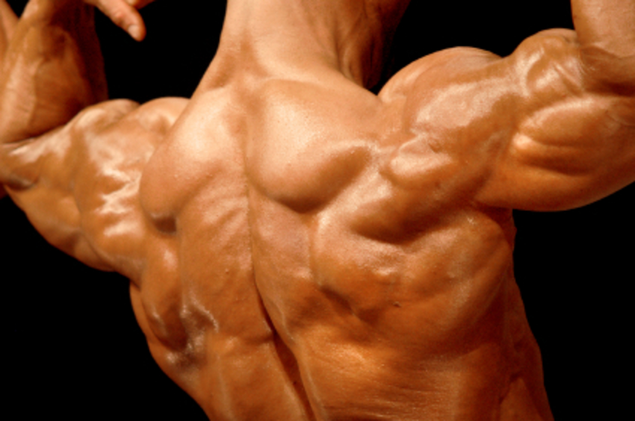 foto probodybuilding.com