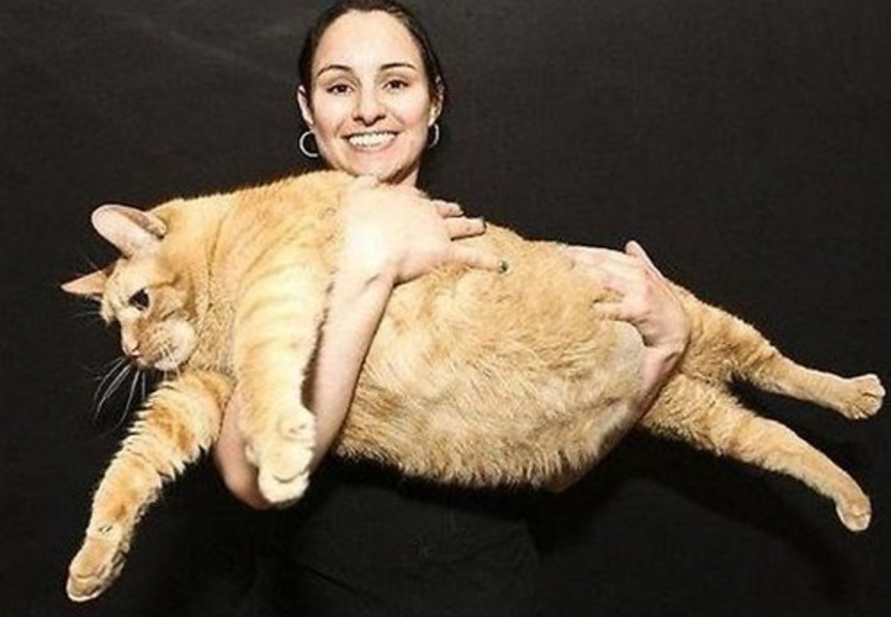 foto all4pet.ru