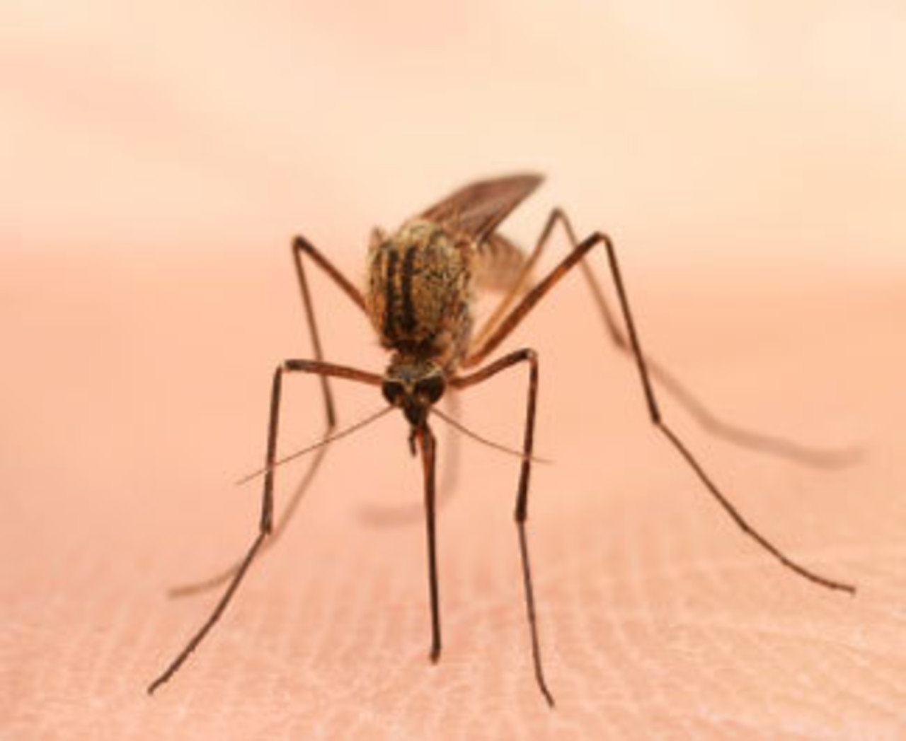 foto mosquito-netting.com