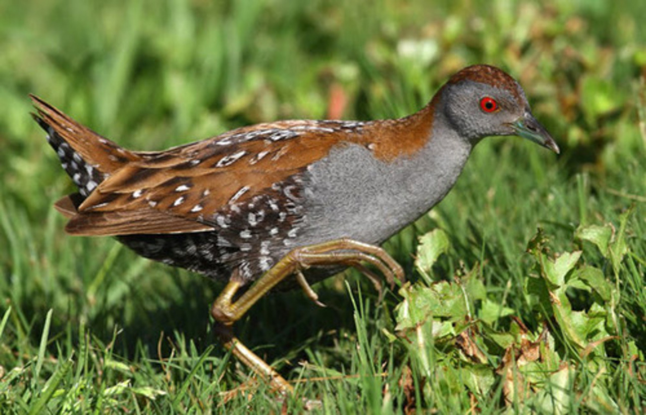foto surfbirds.com