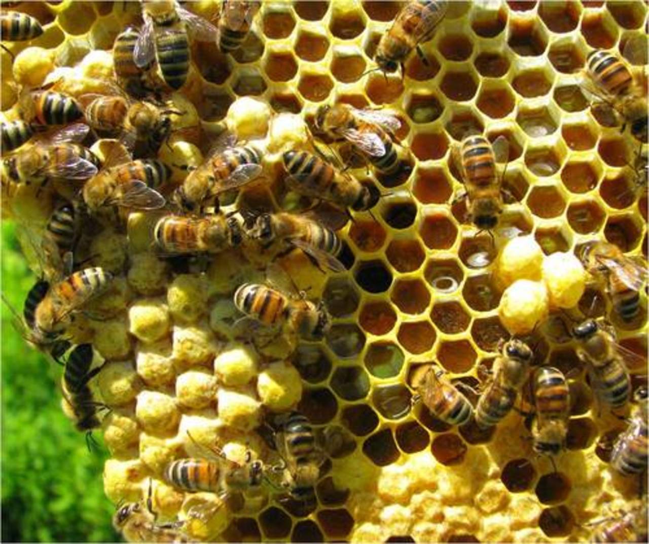 foto honeybeesuite.com