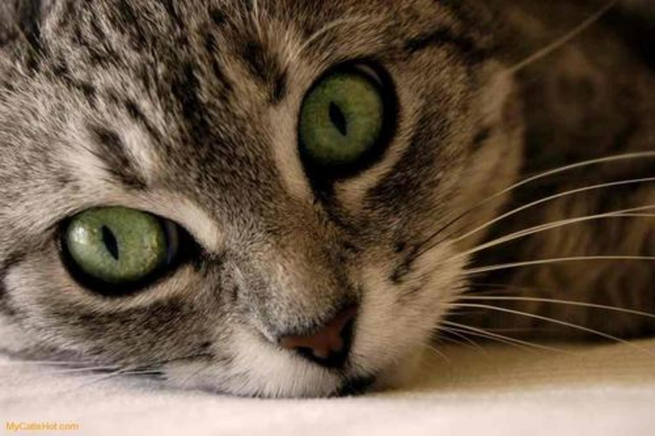 foto mycatshot.com