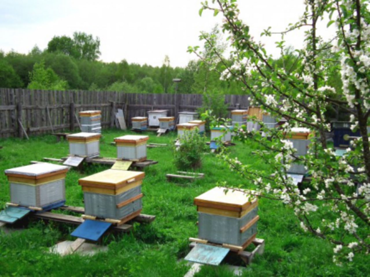 фото с сайта kingstonbeekeepers.org.uk