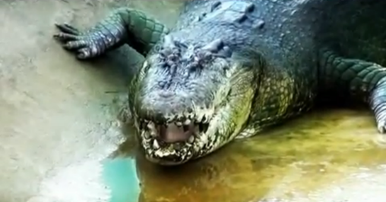 кадр из видео