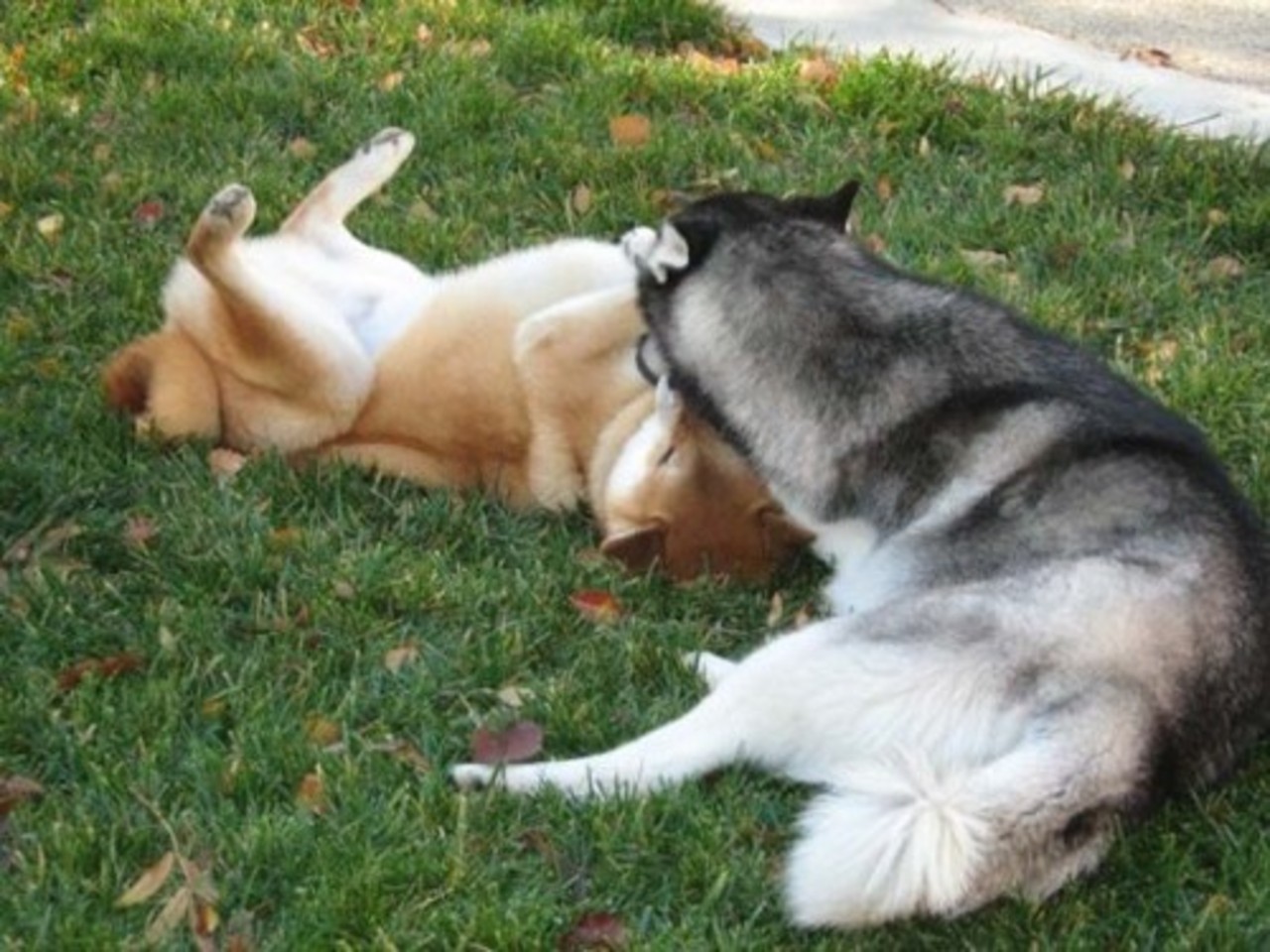 foto shibashake.com