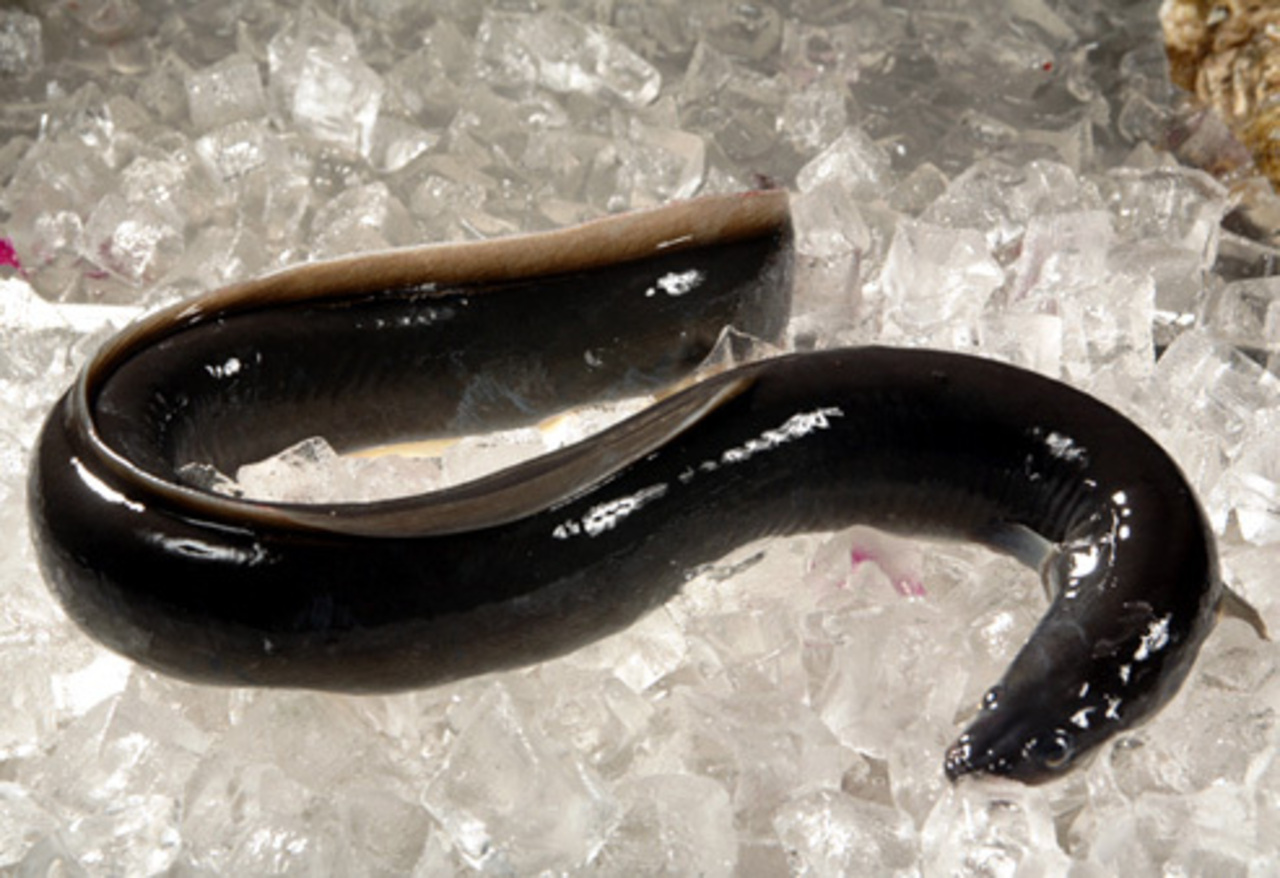foto fish-journal.com