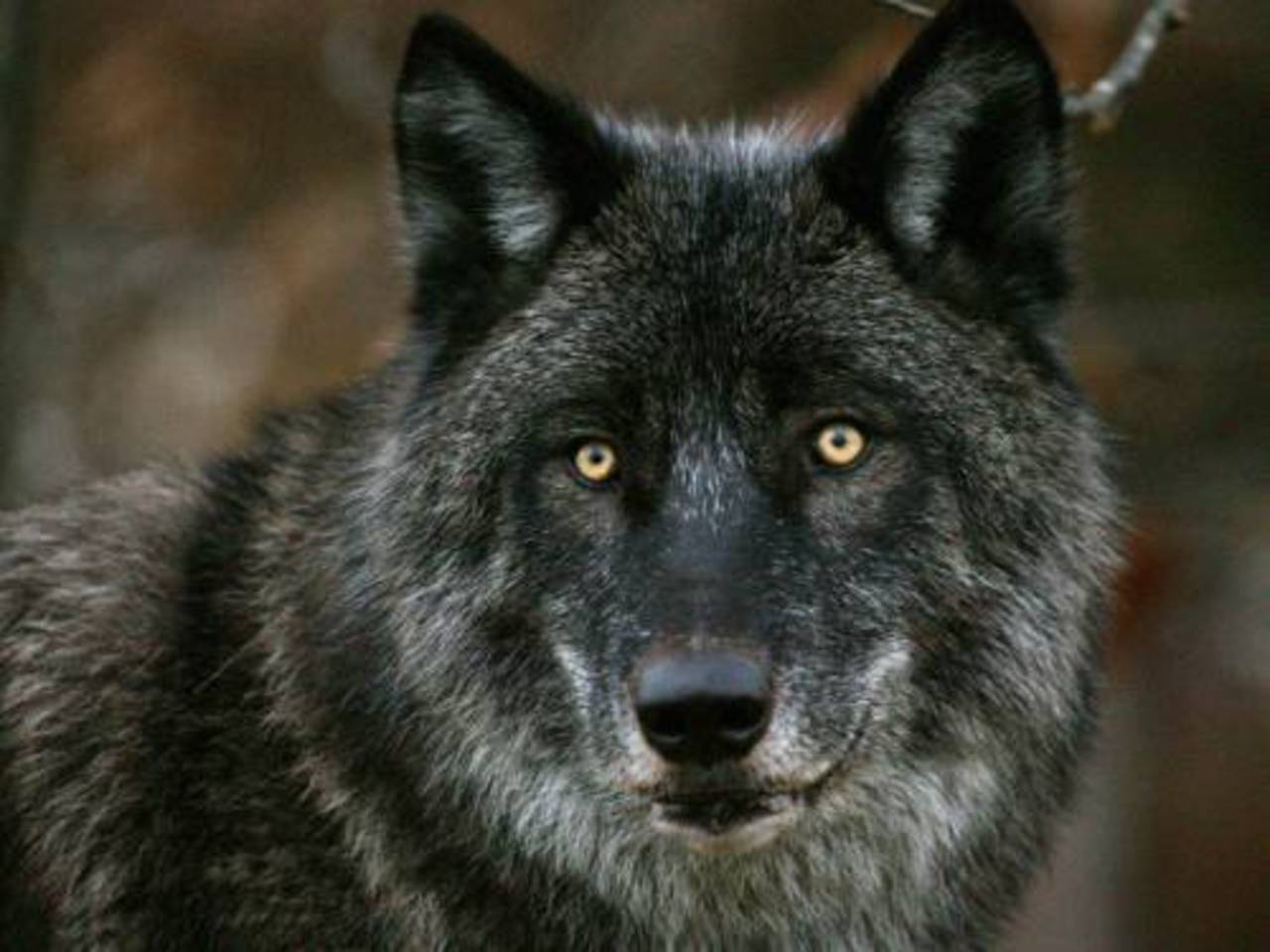 фото gwolf.info