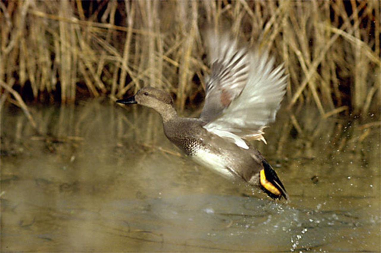 фото oxotnikam.com