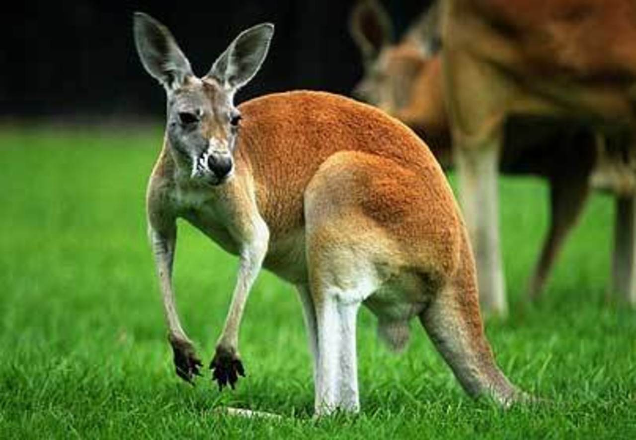 foto animalstime.com