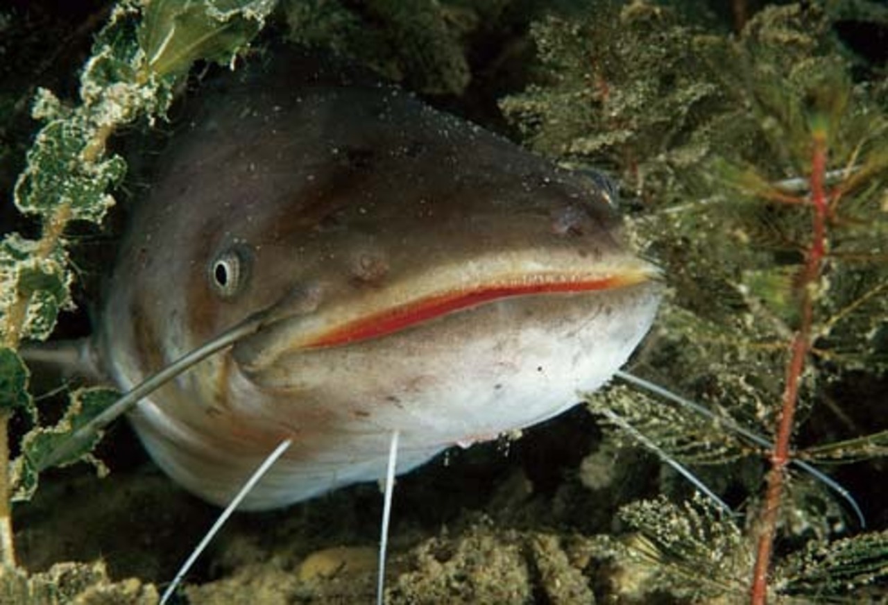 фото rubalok-lubutel.ucoz.com