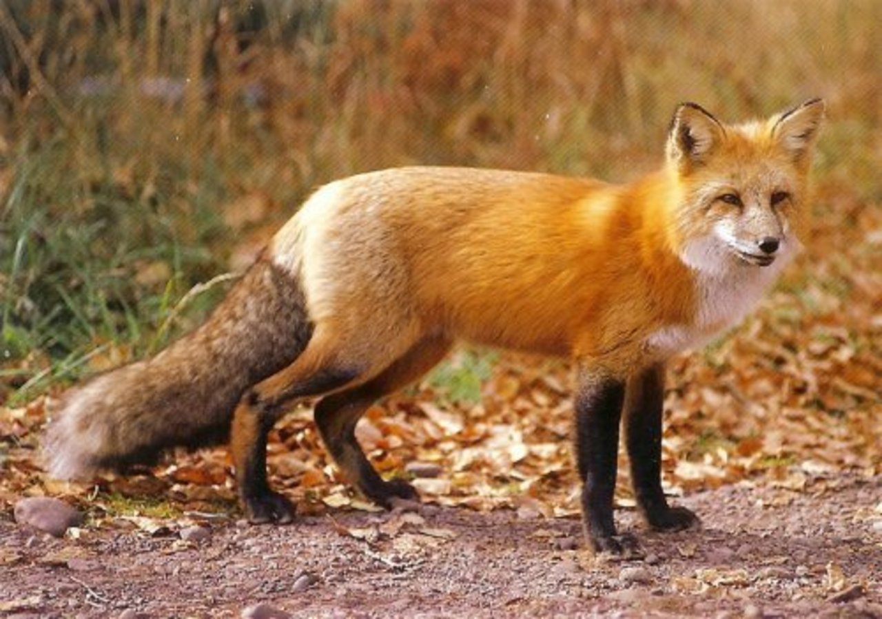 foto thesilvercoyote.net