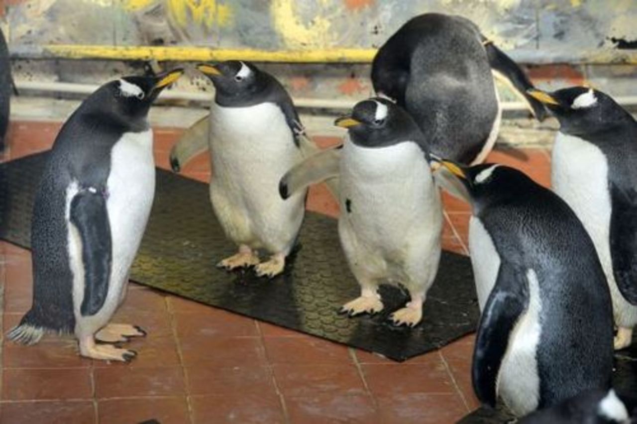foto Rīgas ZOO
