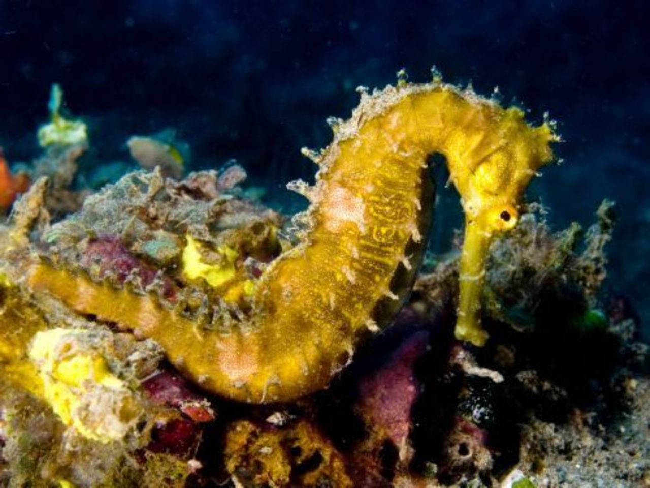 foto okeanosgroup.com