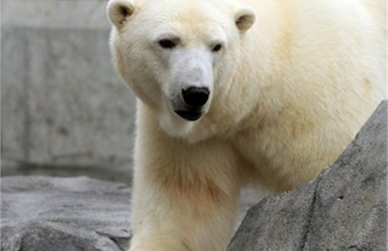 фото lenta.newsper.net