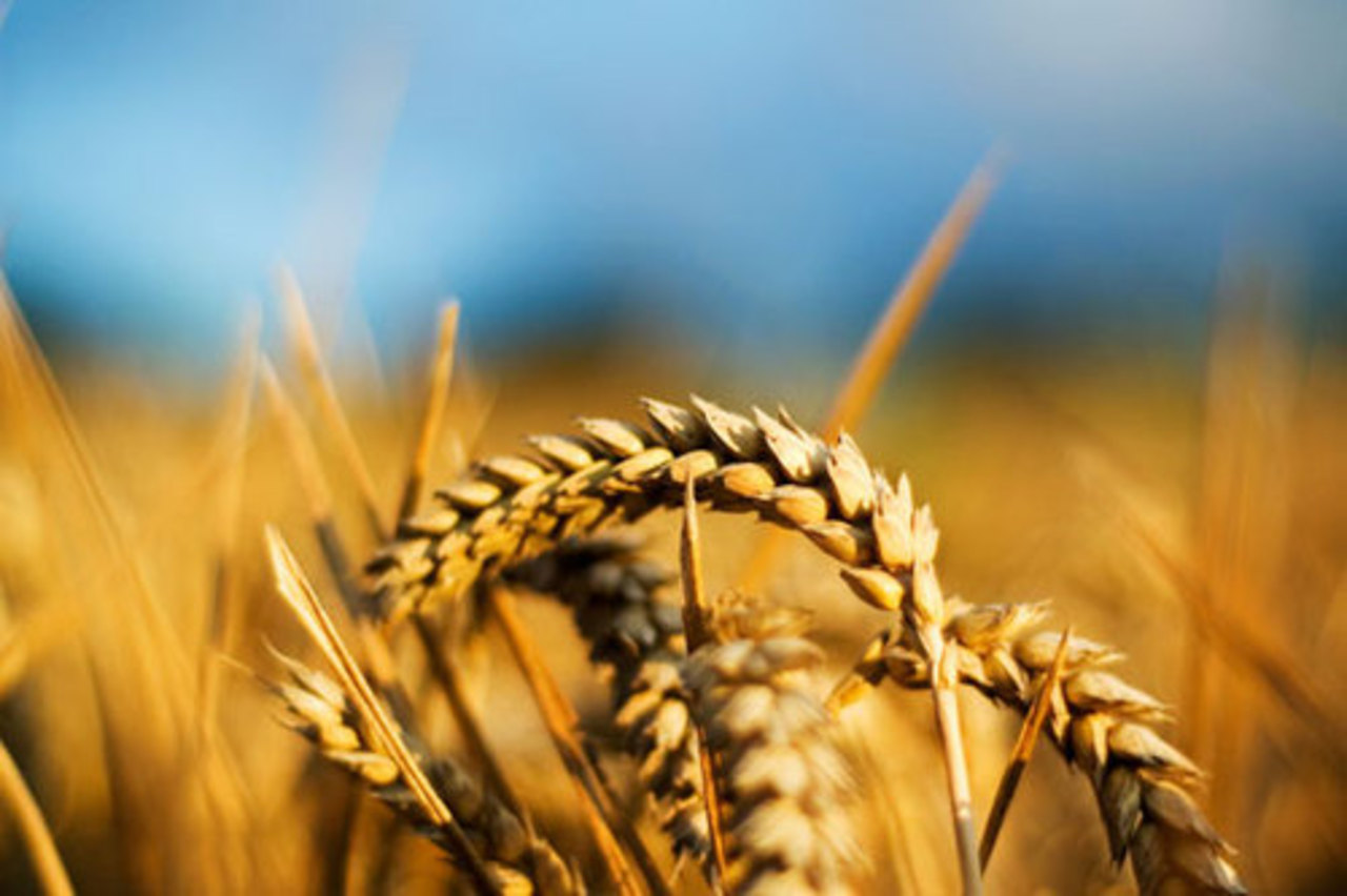 фото farming.by