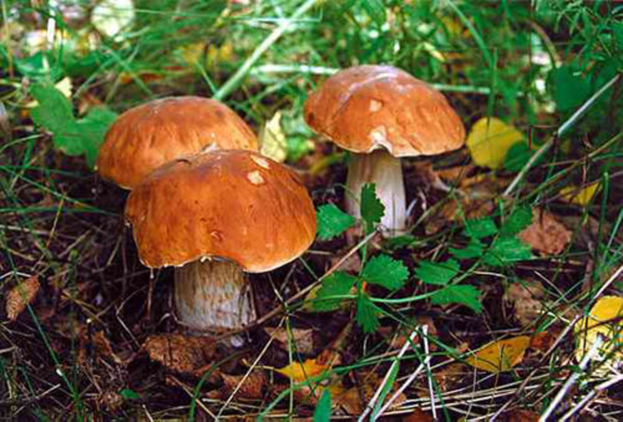 фото dnepr.com