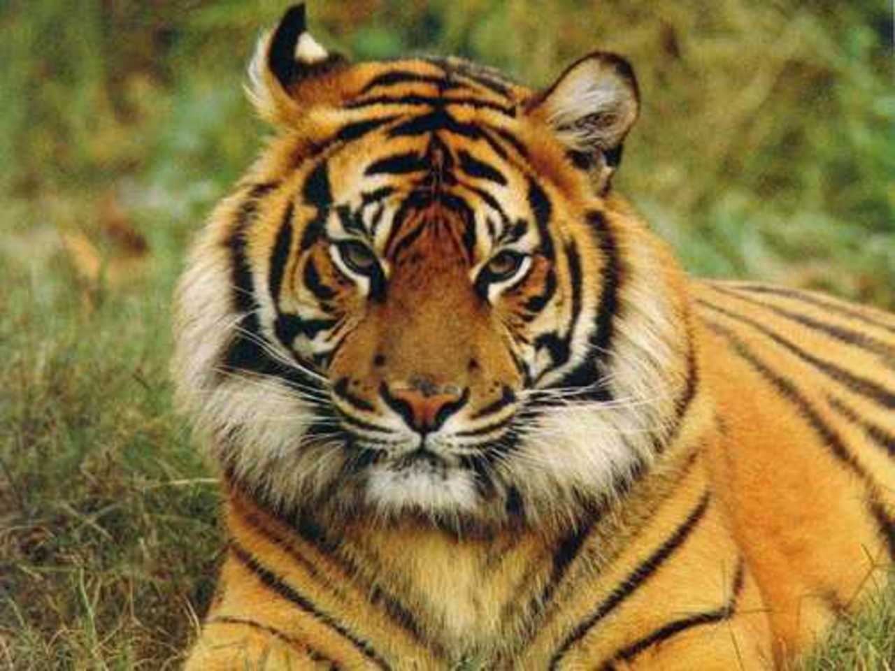foto the-south-asian.com