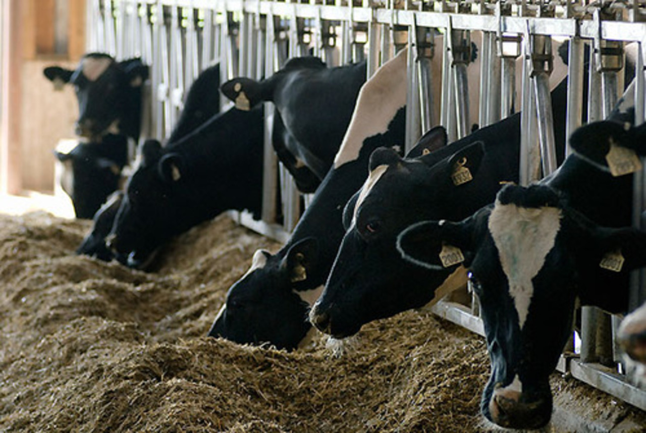 foto milkquality.wisc.edu