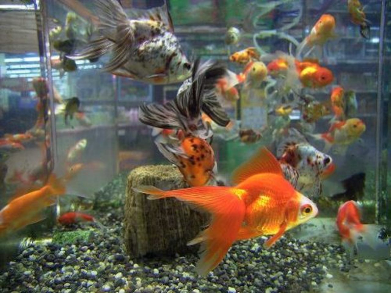 foto aquariumuniverse.com