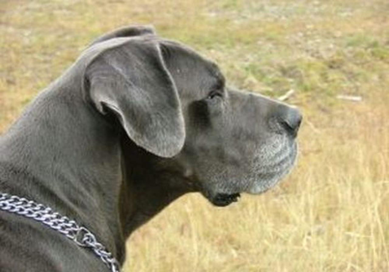foto greatdanelover.com