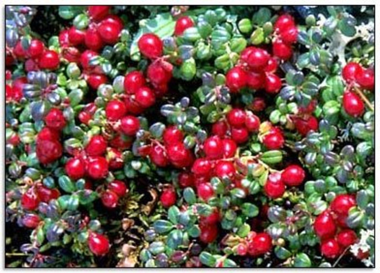 foto healthfoodmadeeasy.com