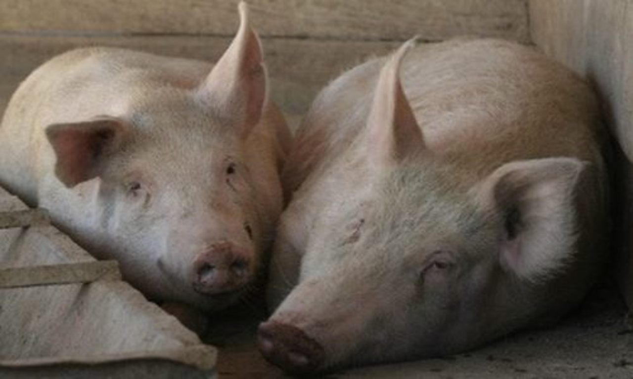foto veganpeace.com