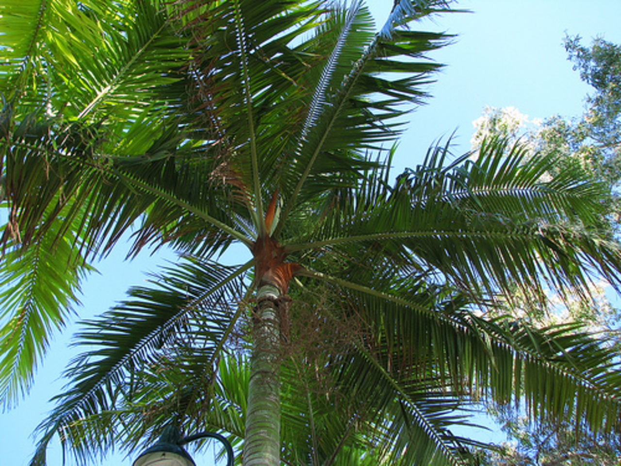 foto nationaltropicals.com.au