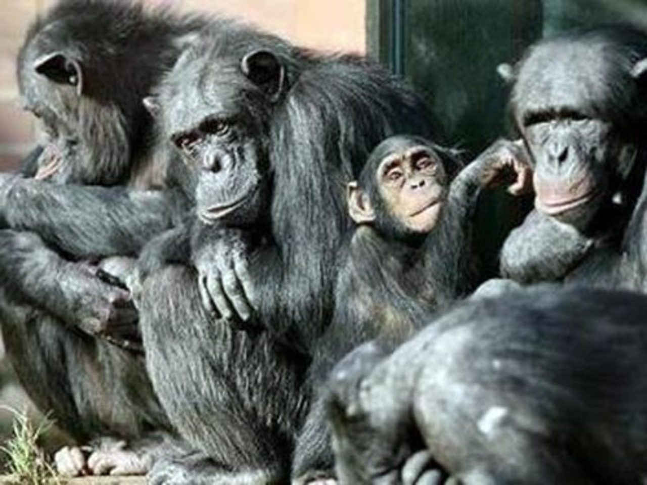 фото animalworld.com.ua