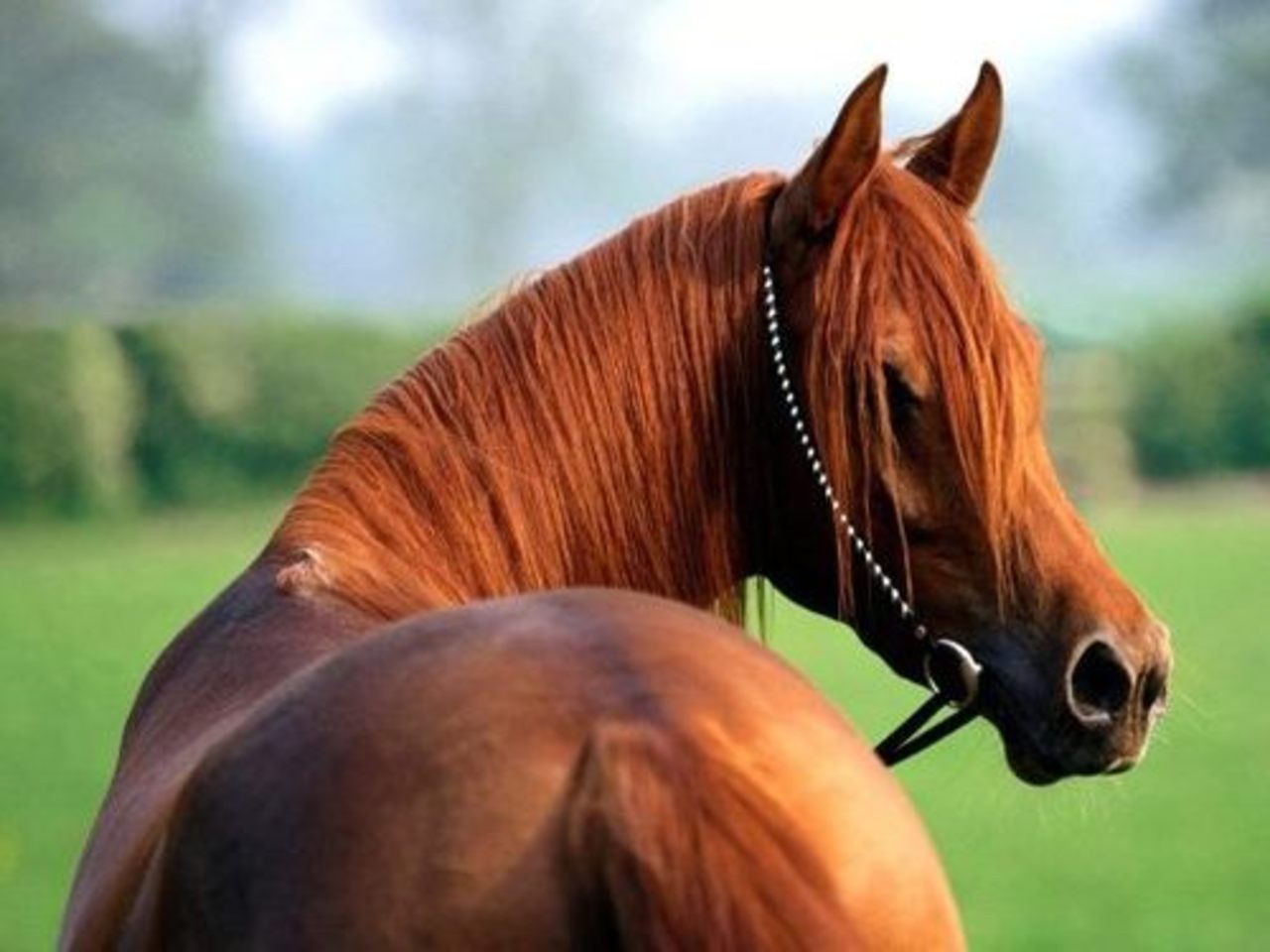 foto rivervalleyhorseranch.com