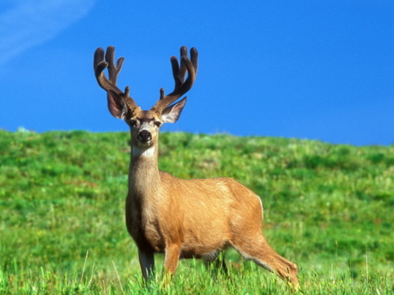 фото animal-photos.ru