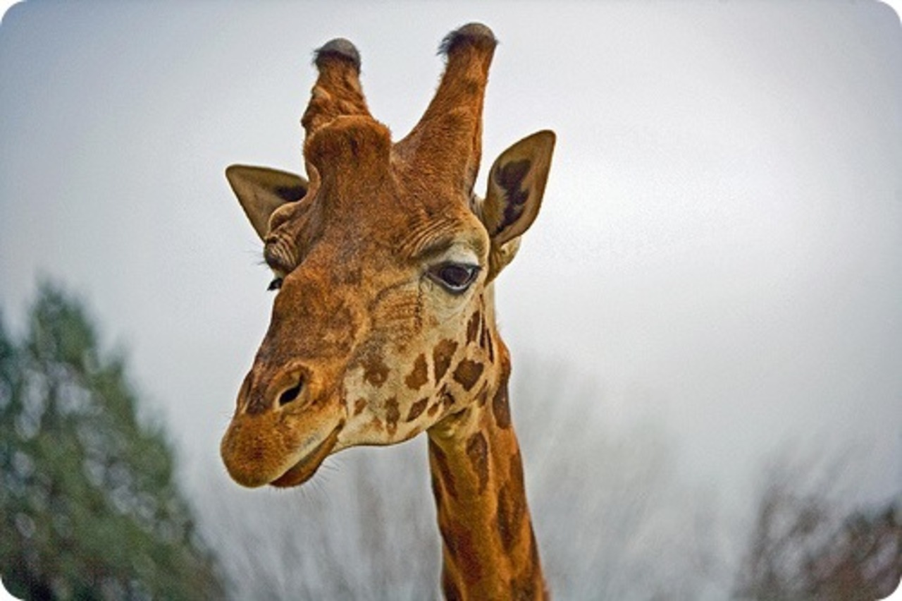 фото zoopicture.ru