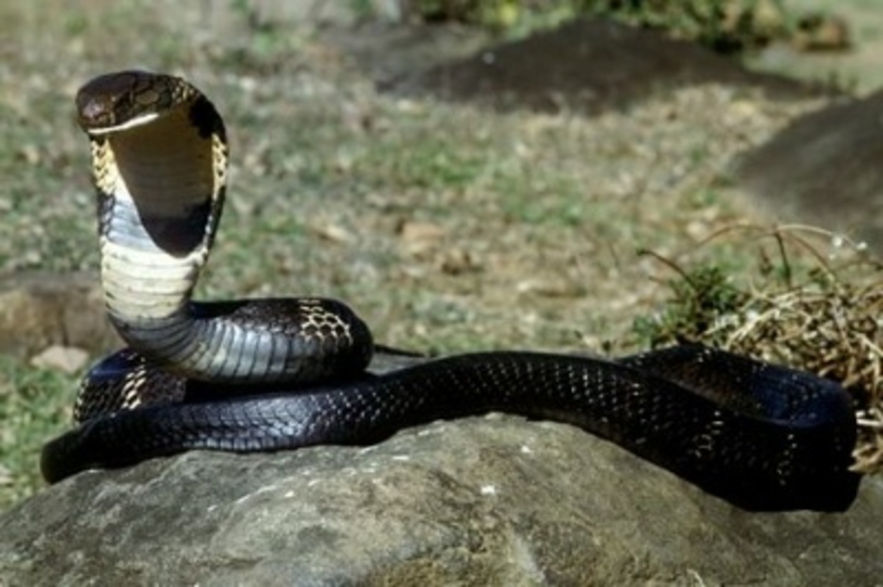 фото zoo-dom.com.ua