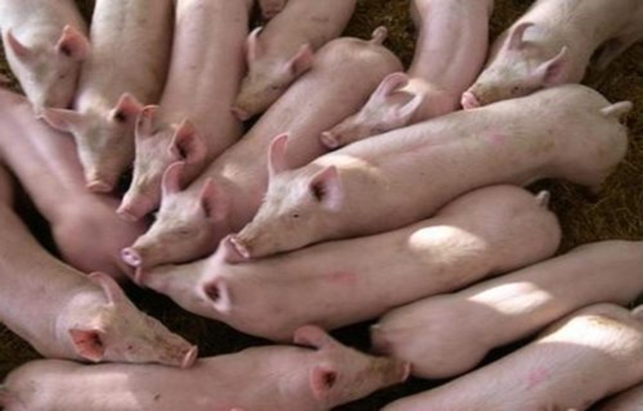 foto gozonews.com